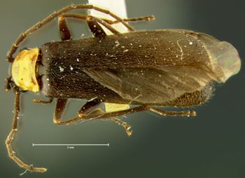 Media type: image;   Entomology 3402 Aspect: habitus dorsal view